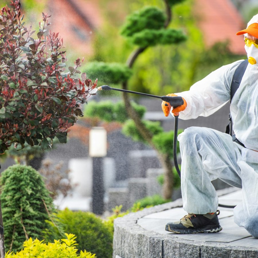 Professional Gardener Performing Pest-Control Treatment